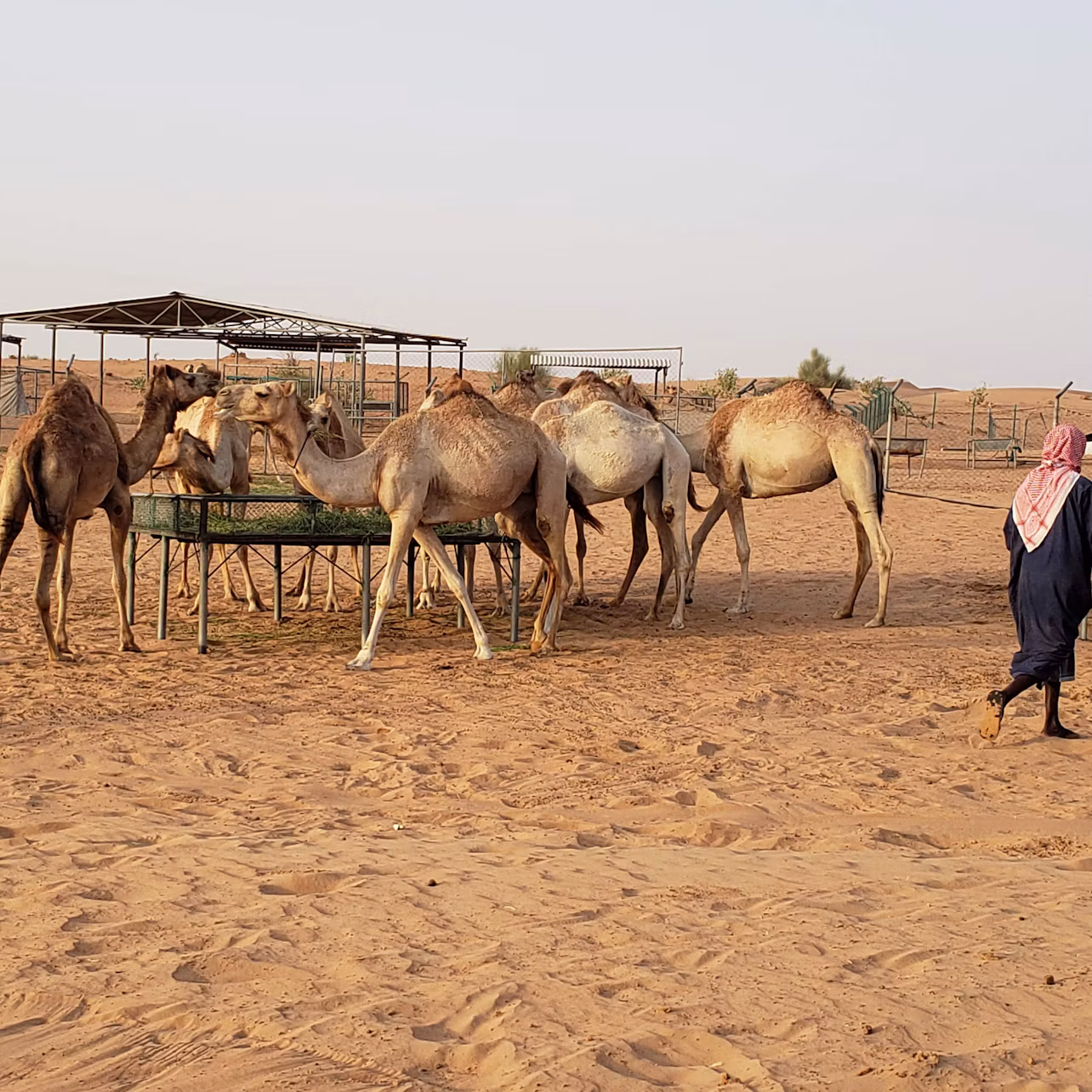 A group of camels stand around a feeding trough in a sandy desert area, with a person in traditional clothing walking nearby.