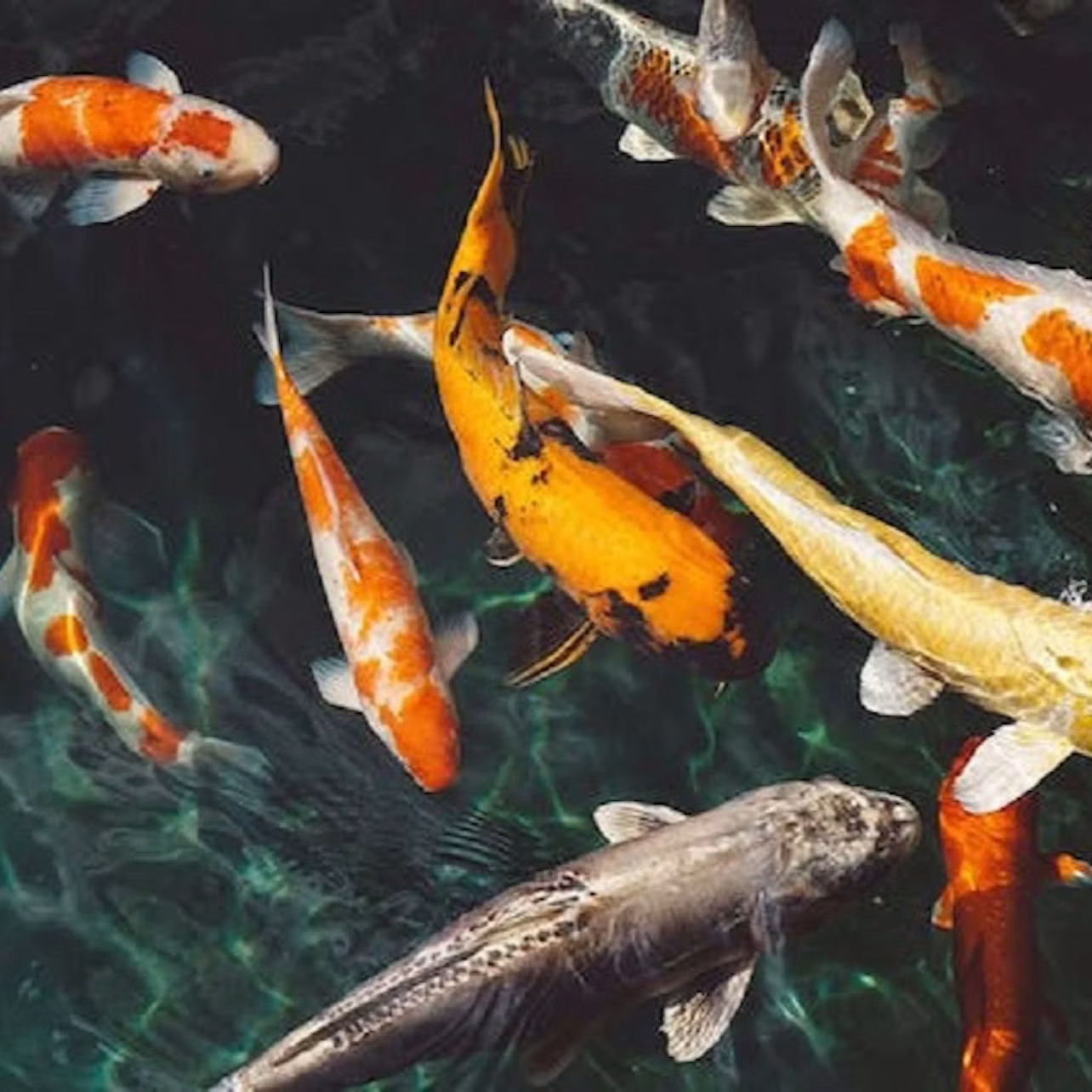 Fish dome