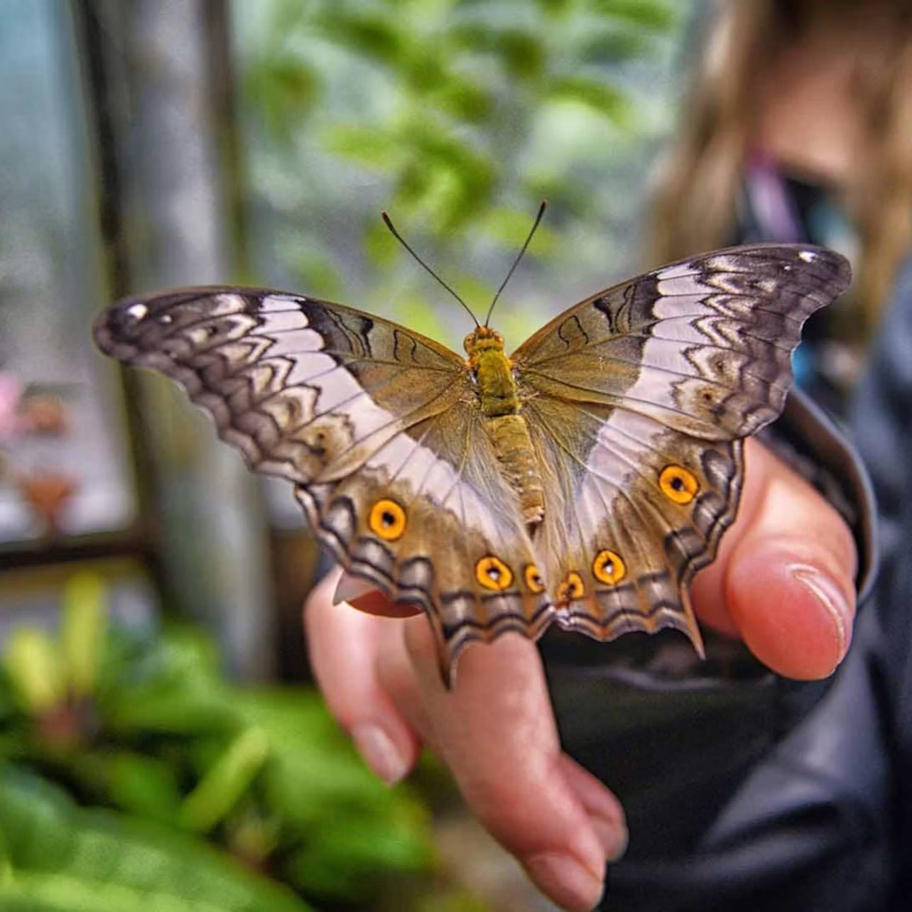 Butter fly