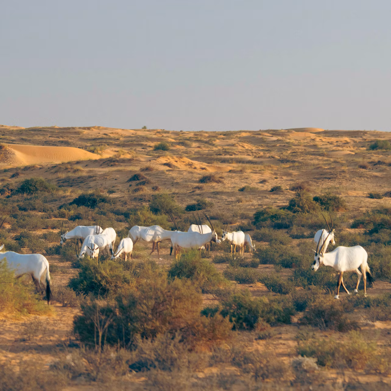 Dubai: Guided Luxury Desert Safari + Breakfast + Transfers