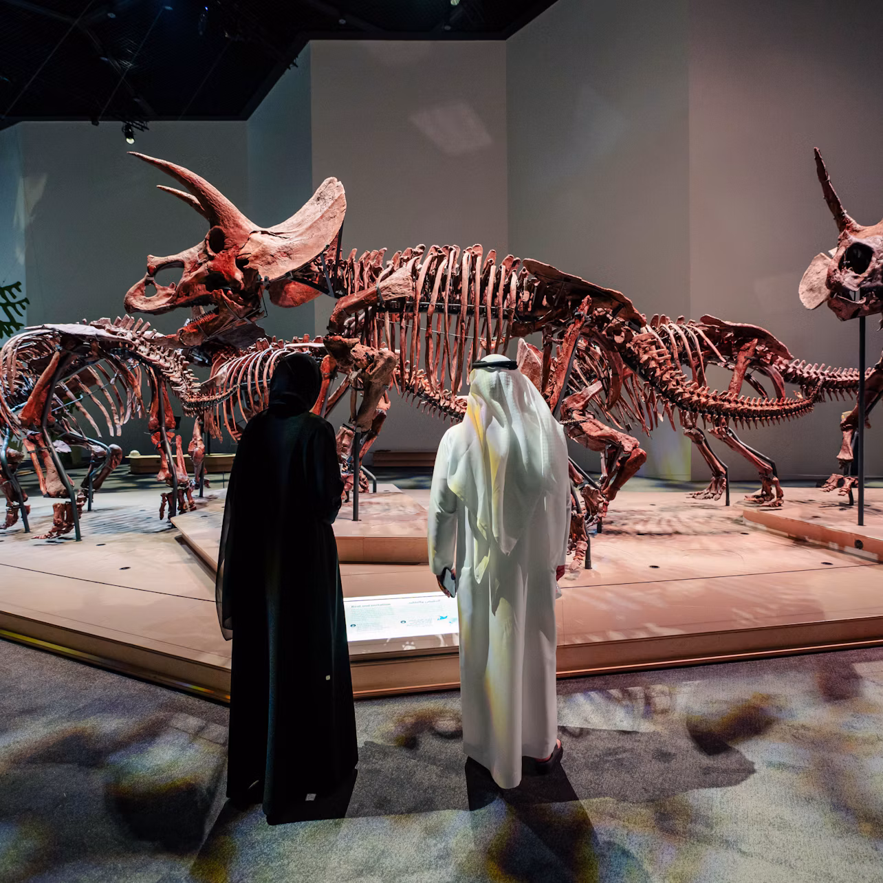 Natural History Museum Abu Dhabi: Entry Ticket