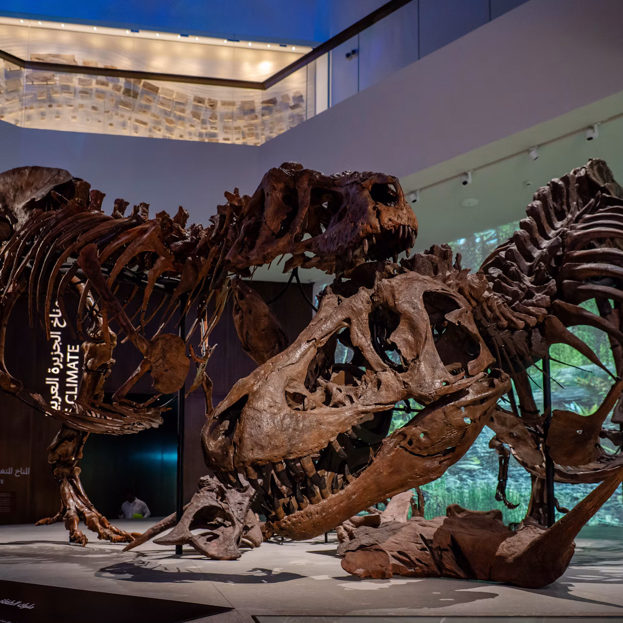 Two large dinosaur skeletons displayed in a museum, with a modern interior and spotlights highlighting the exhibits.