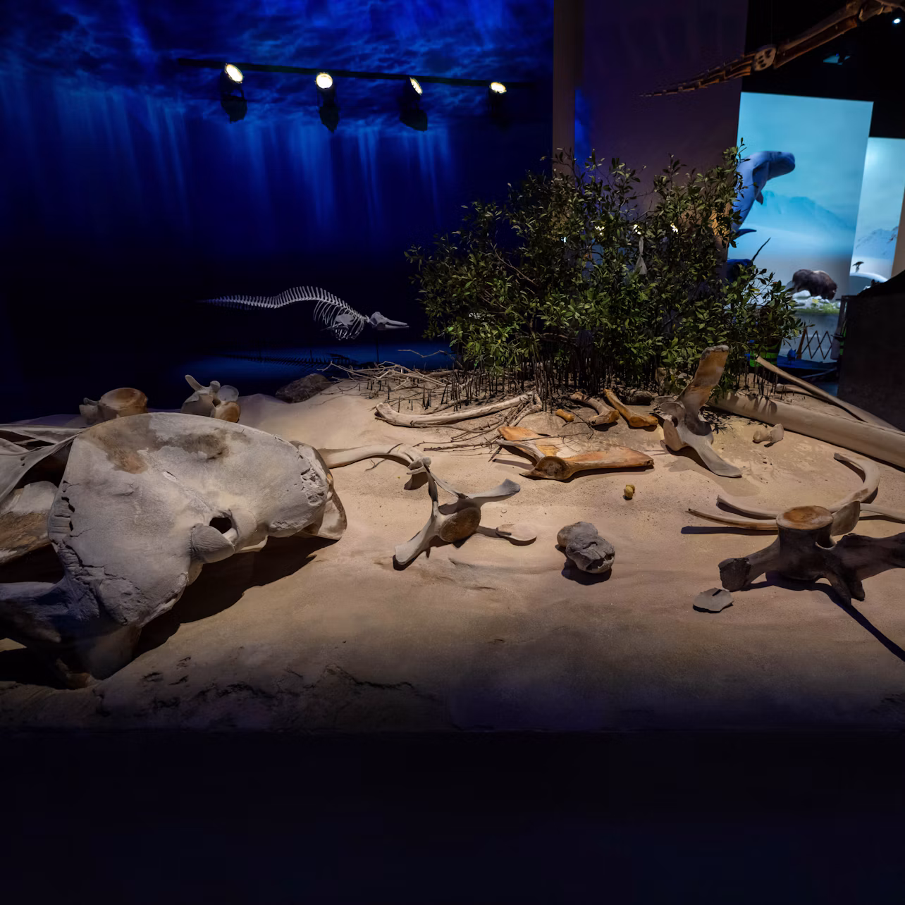 A museum exhibit displaying a sandy floor with large bones and greenery under a blue-lit backdrop with a whale skeleton.