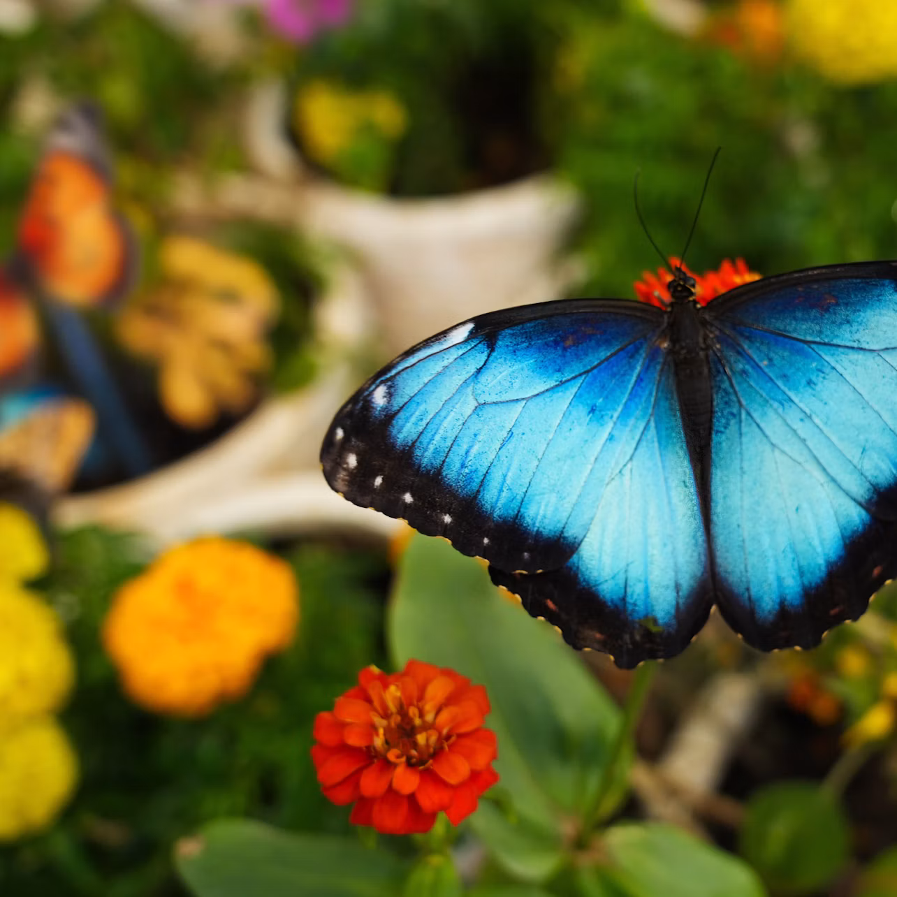 A vibrant blue butterfly perched on a red flower surrounded by greenery and other colorful flowers.