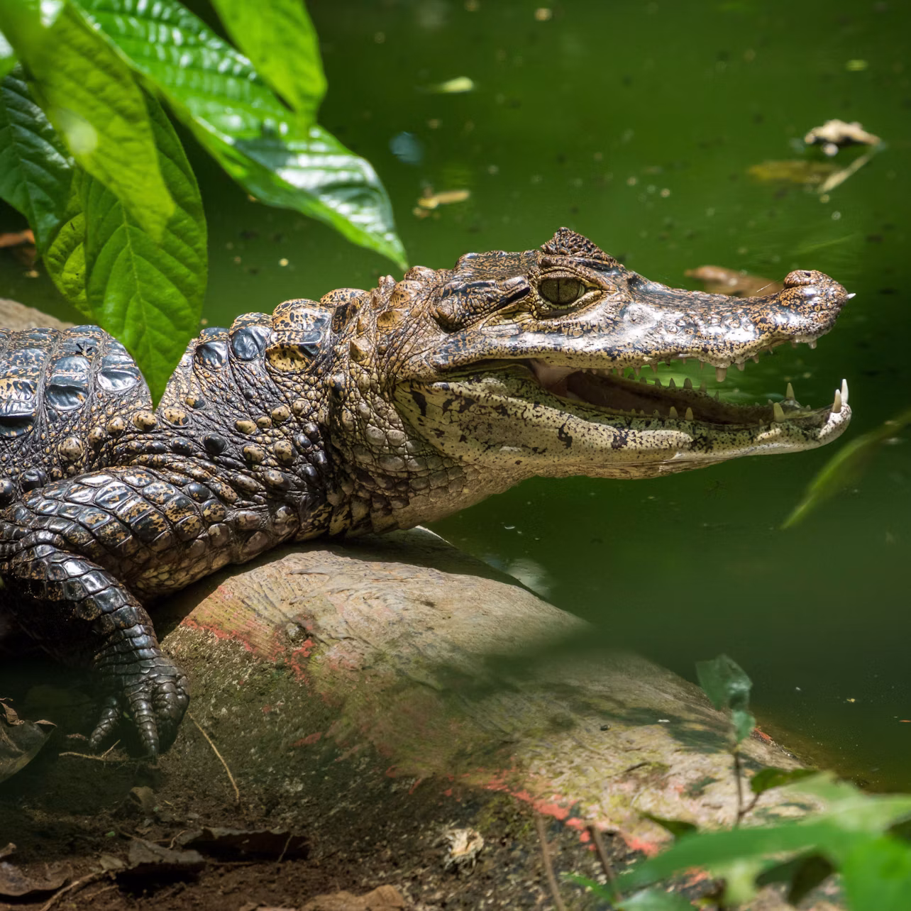 A crocodile resting on a log near green water, surrounded by vegetation.