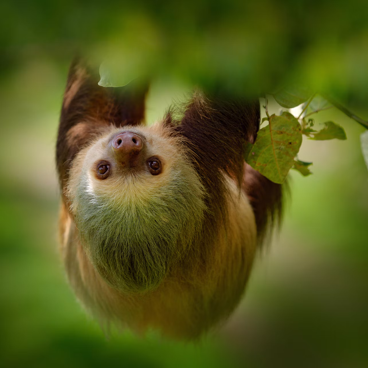 A sloth hanging upside down from a branch with green leaves, set against a blurred green background.
