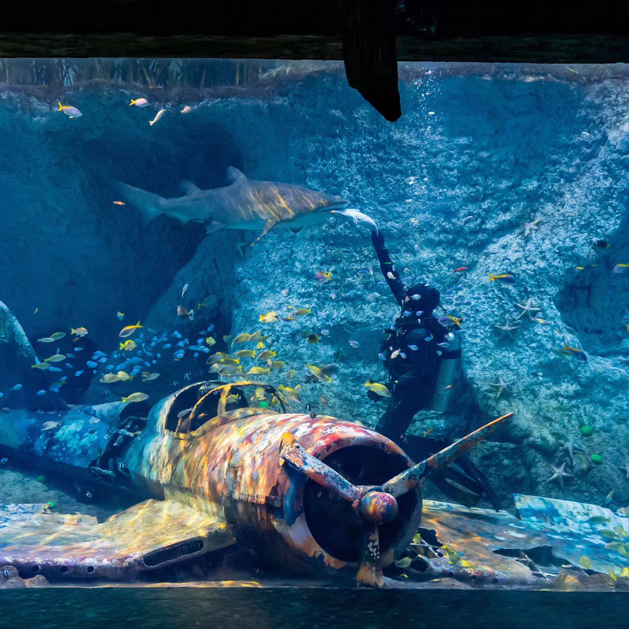 A diver feeds a large shark in an aquarium, surrounded by colorful fish and a sunken, rusted WWII airplane.
