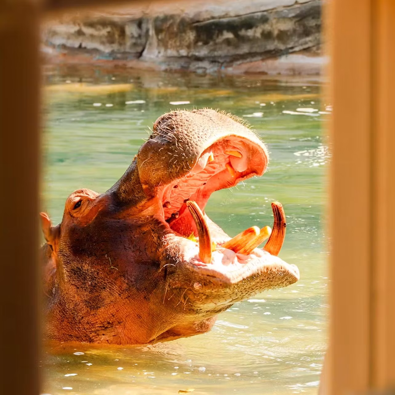 A hippopotamus in water with its mouth wide open, framed by blurred wooden beams in the foreground.