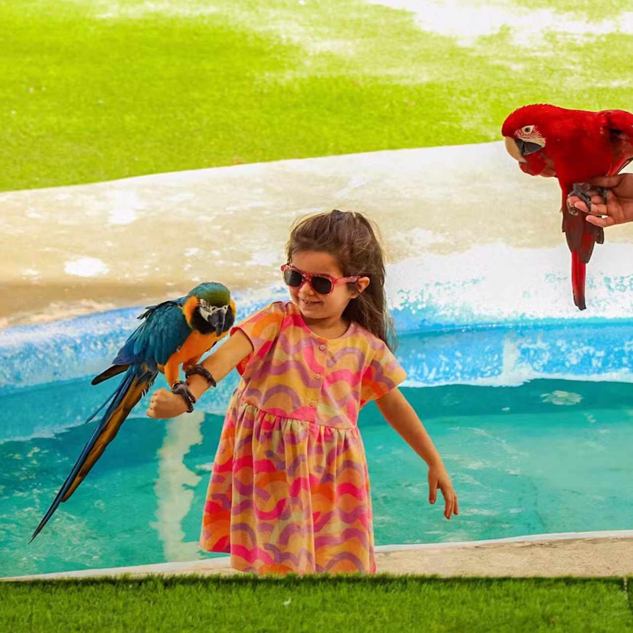 A young girl wearing sunglasses holds a colorful parrot on her arm, with another parrot held by someone nearby.