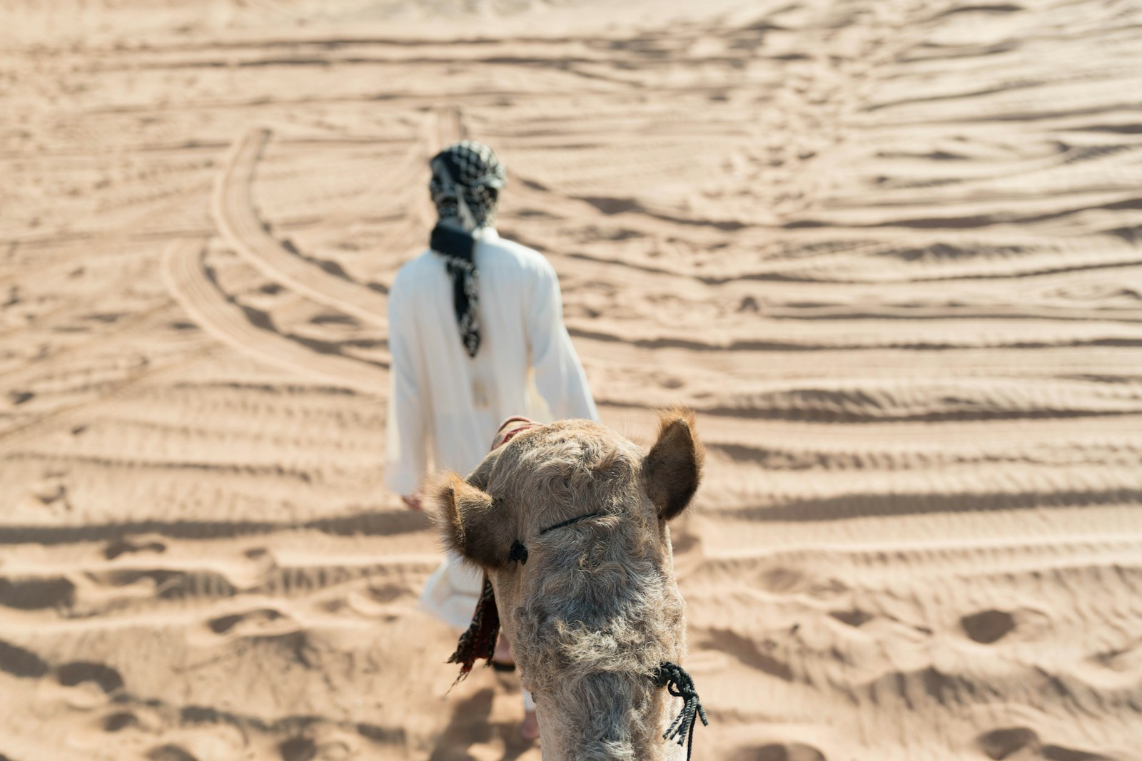 A camel ride on open sandy dunes in Dubai