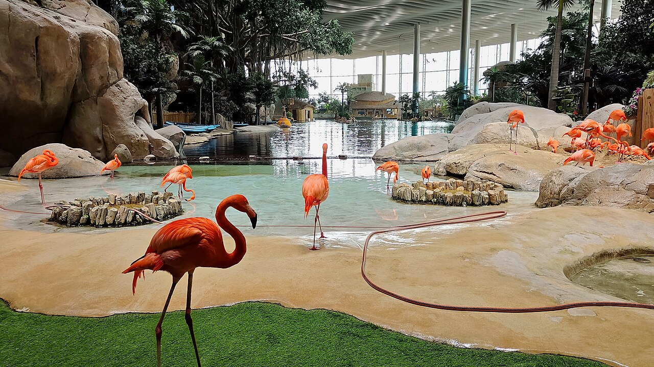 Flamingos in a habitat at SeaWorld Abu Dhabi